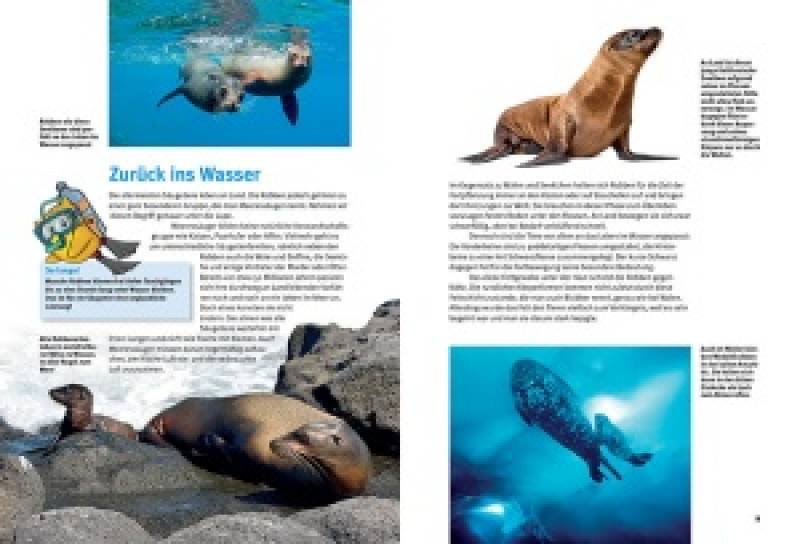 Preview: Entdecke die Robben